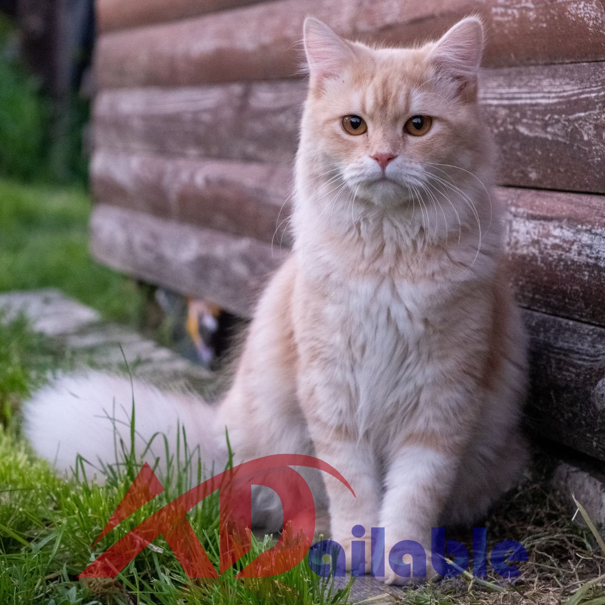 Natural Flea Prevention for Cats