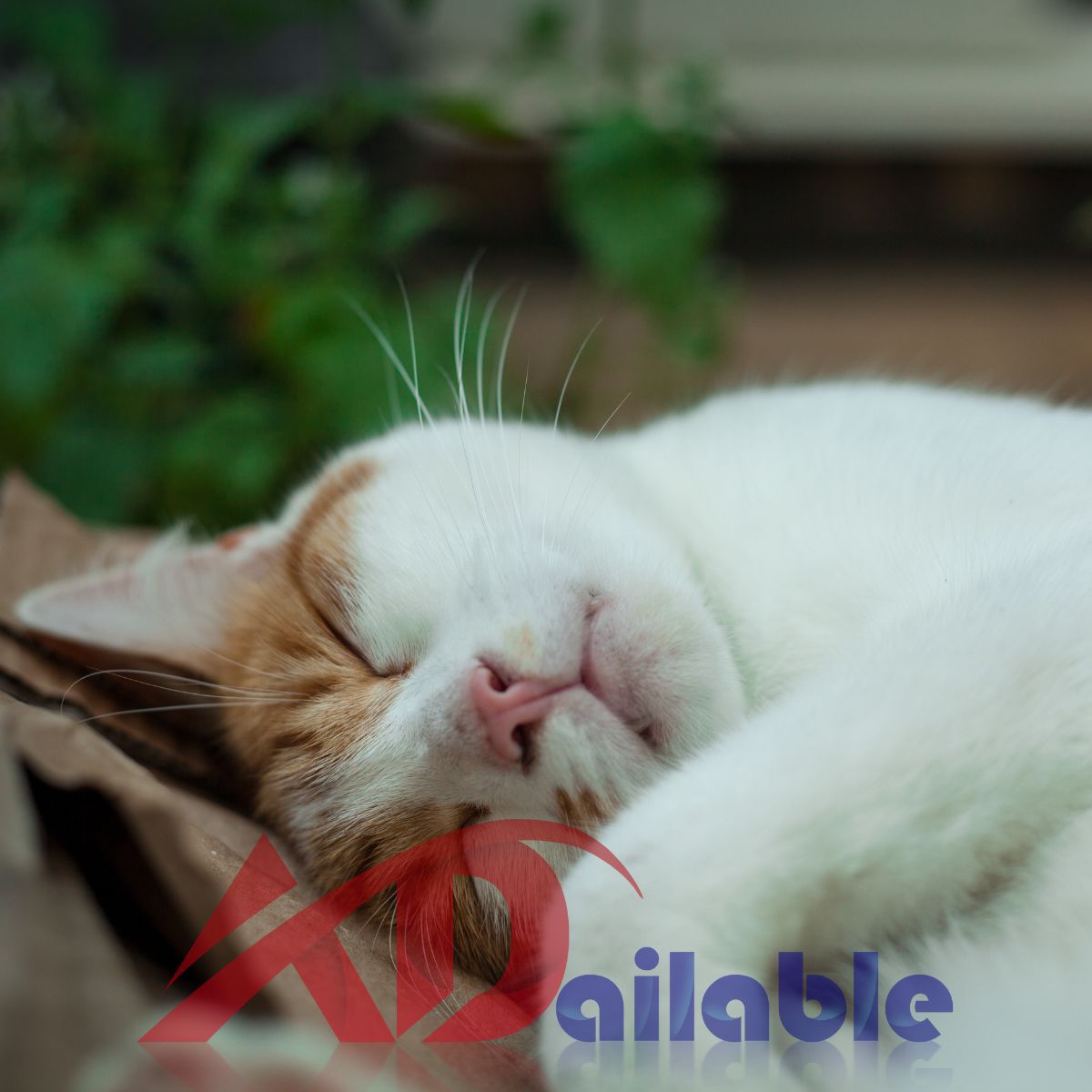 Organic Catnip Toys for Cats